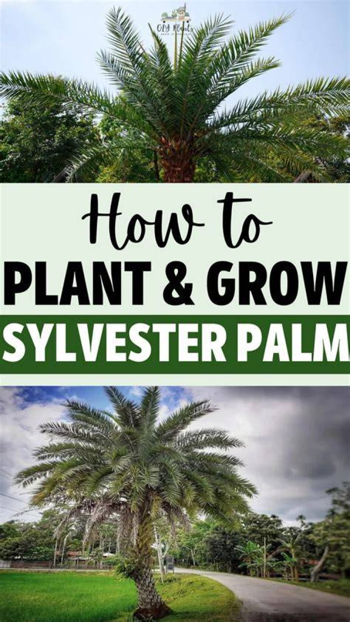 How long do Sylvester palms take to grow?