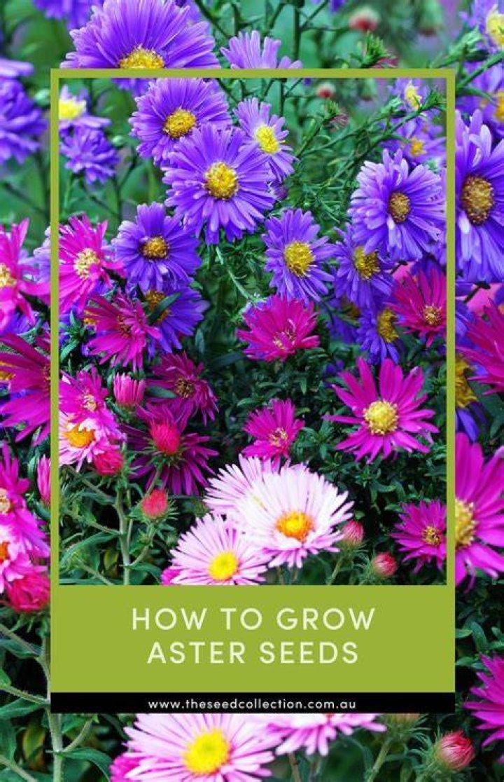 How long does it take to grow asters from seed?