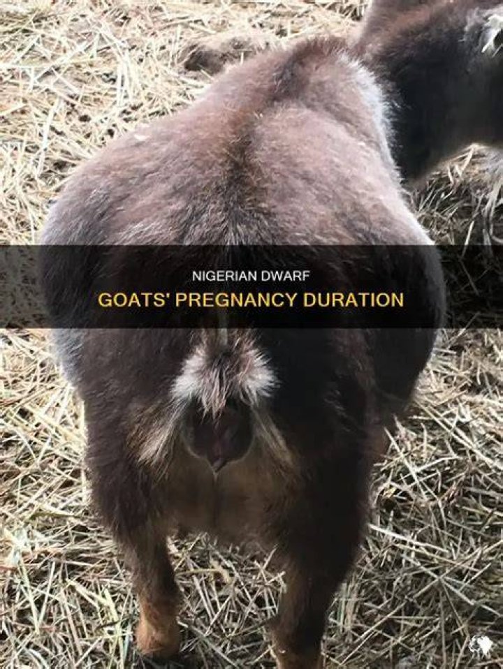 How many months are Nigerian dwarf goats pregnant?