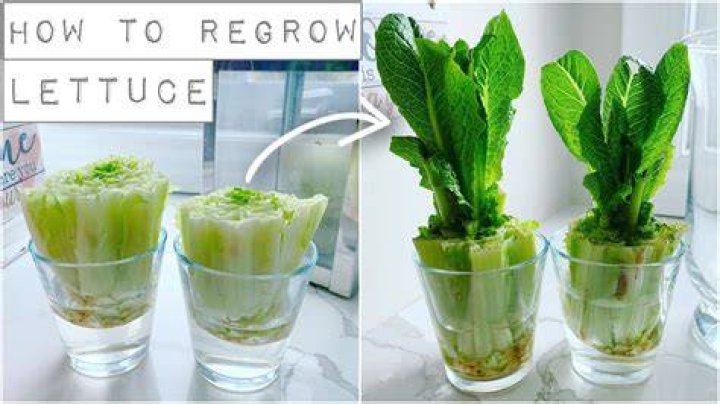 How many times can you cut and regrow lettuce?
