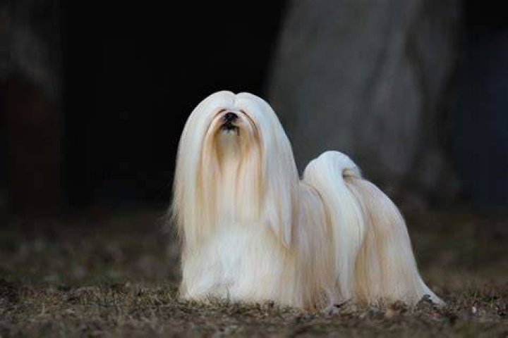 How Much Does a Lhasa Apso Cost?