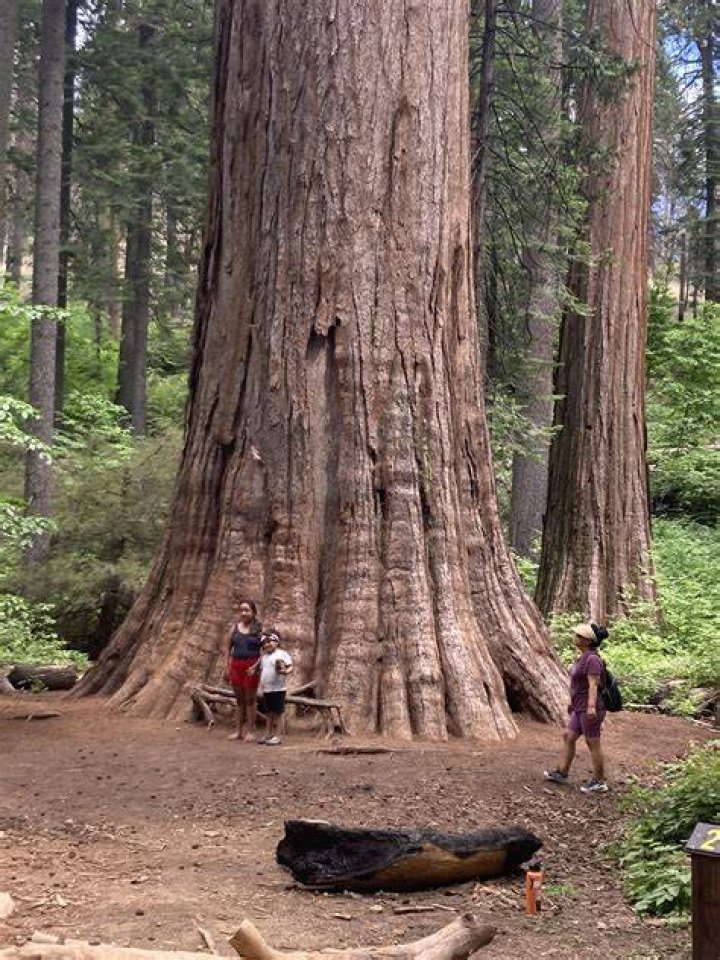 How much is it to remove a redwood tree?