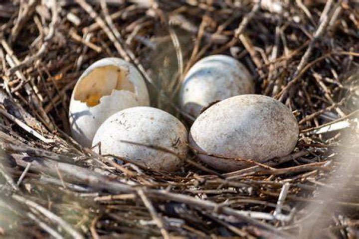 In Welke Maand Leggen Alle Vogels Een Ei? (Solution found)