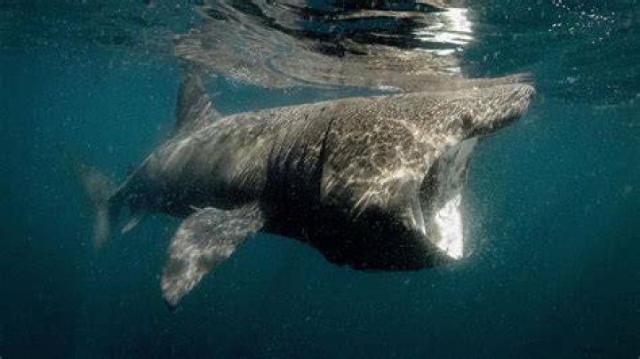 Ireland's Wild Coast | Basking Sharks