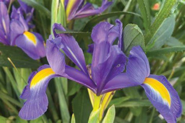 Iris Planten Waar?