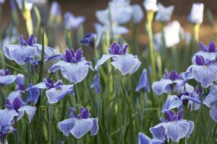 Iris Planten Wanneer?