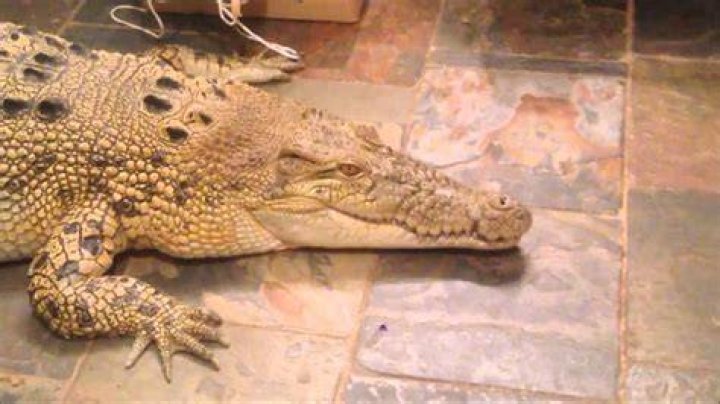 Is crocodile a good pet?