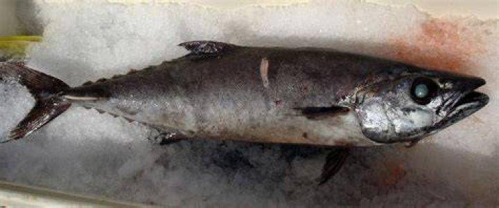 Is escolar good eating fish?