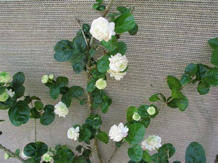 Is Grand Duke jasmine a vine?
