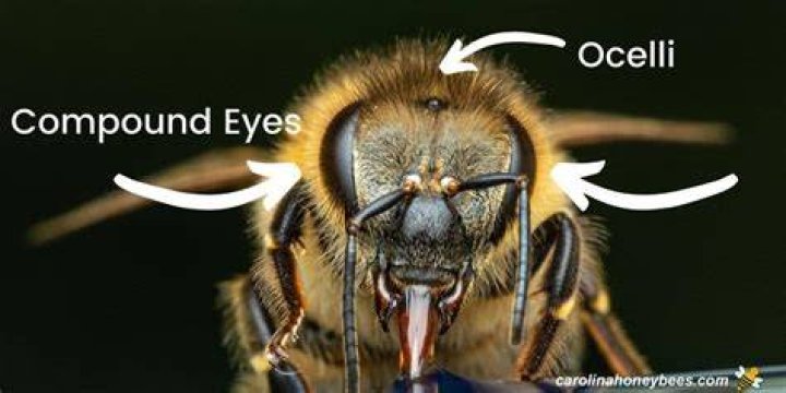 Is honey bee a compound word?