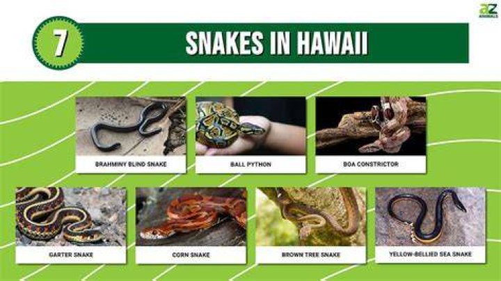Is there poisonous snakes in Hawaii?