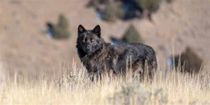 Is there wolves in Big Bear?