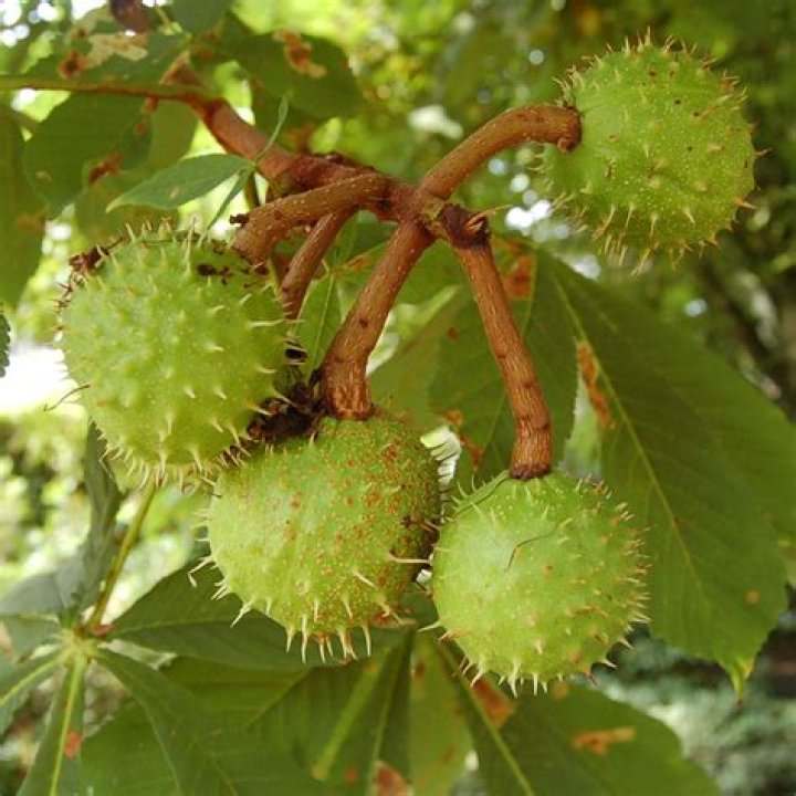 Kastanje Planten Wanneer?