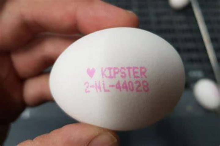 Kipster Ei Waar Te Koop? (Best solution)
