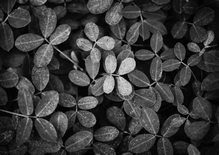 Leaf, Monochrome photography, Black-and-white, Monochrome, Branch, Still life photography, Tree, Plant, Botany, Plant stem, 