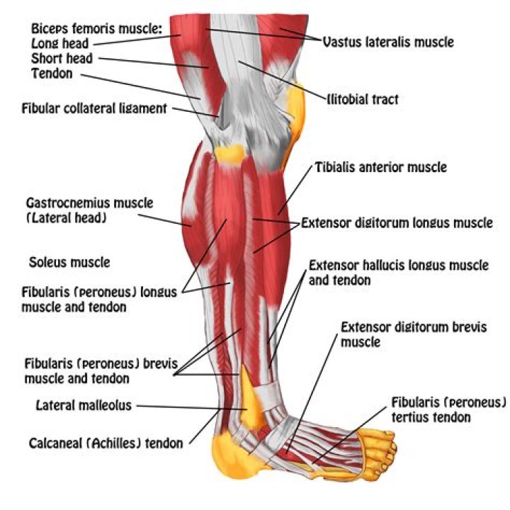 Leg, 