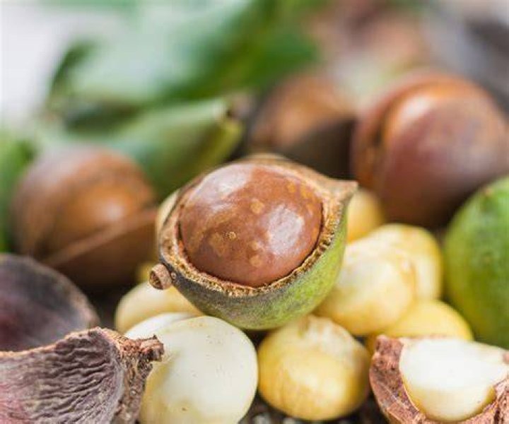 Macadamia Waarom Duur?