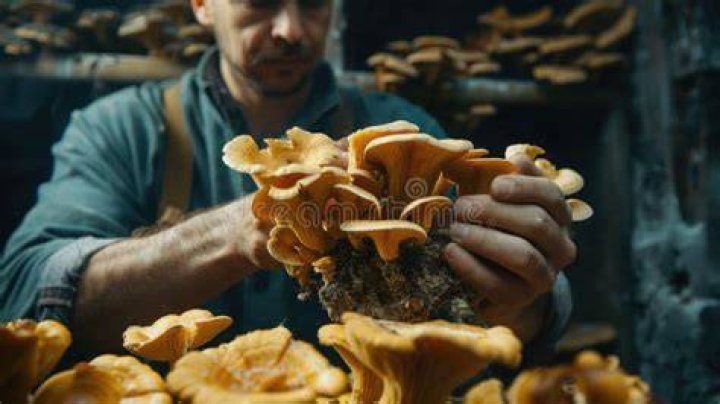 Man harvesting exotic mushrooms in a forest.