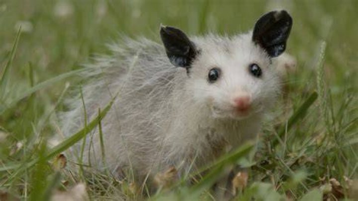 Nature | Mythbusting Opossum Facts | Backyard Nature
