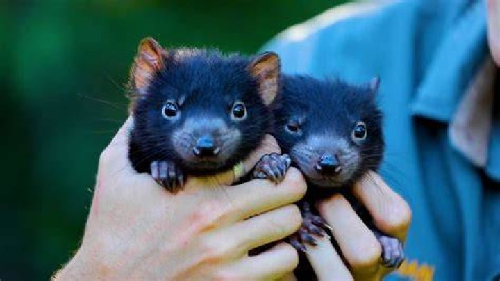 Tasmanian Devil babies