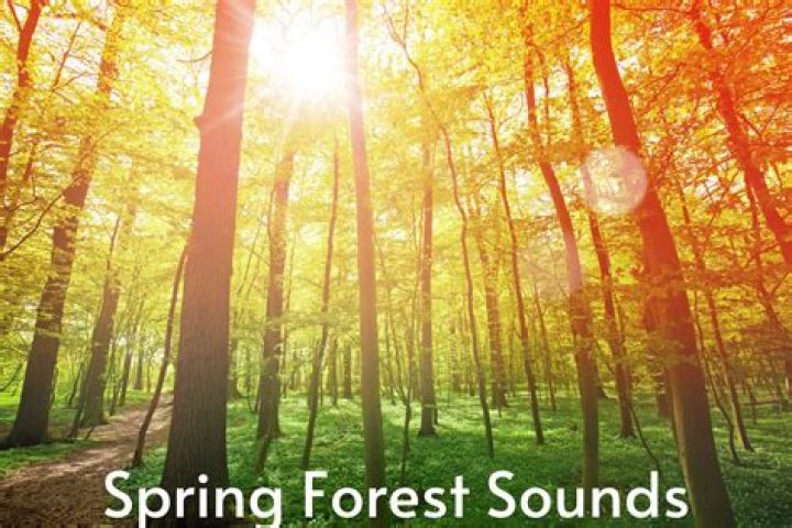 The Sounds of Forest Yessma&rsquo;s latest adult web series, directed by