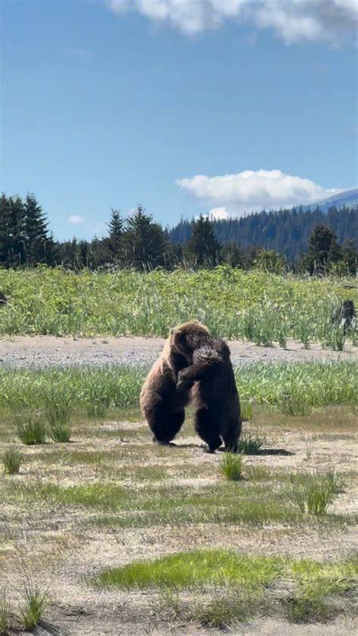 These bears may have Baloo&rsquo;s laid-back attitude, but they are still dangerous, wild animals. The zoo stocks &ldquo;emergency honey&rdquo; in various locations around the facility. In the event of a bear escape, the emergency honey is thrown in one direction, while the keepers run in the other. Photo by Rebecca Jacobson