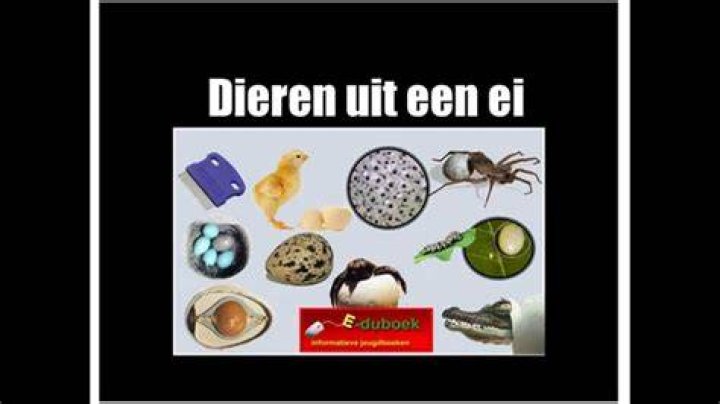 Uit Welk Gat Komt Een Ei? (TOP 5 Tips)