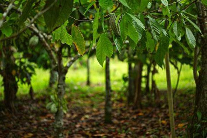 Waar Groeit Cacao?