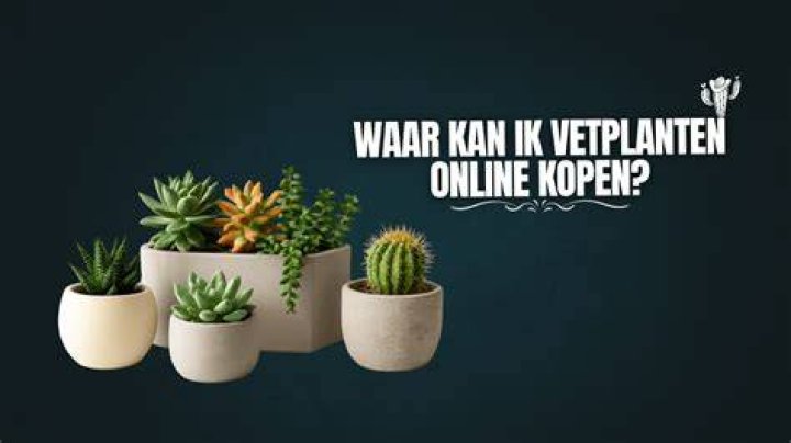 Waar Kan Ik Tapioca Kopen?