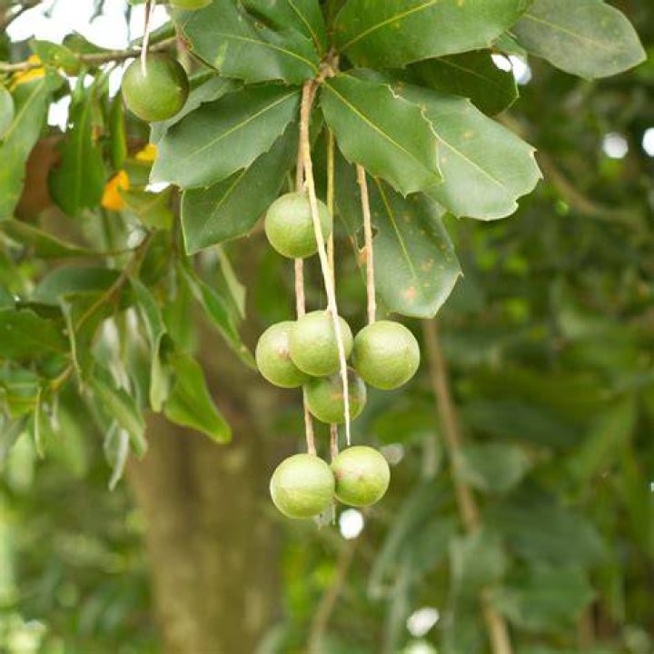 Waar Komen Macadamia Noten Vandaan?