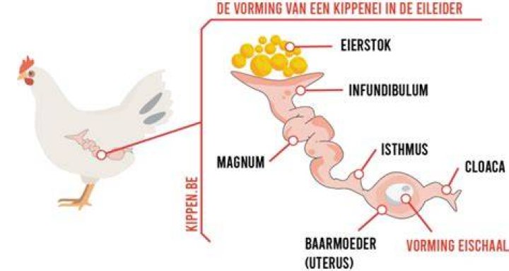 Waar Komt Ei Uit Bij Kip?