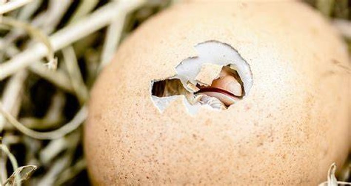 Waar Komt Het Ei Uit Van Een Vogel? (TOP 5 Tips)