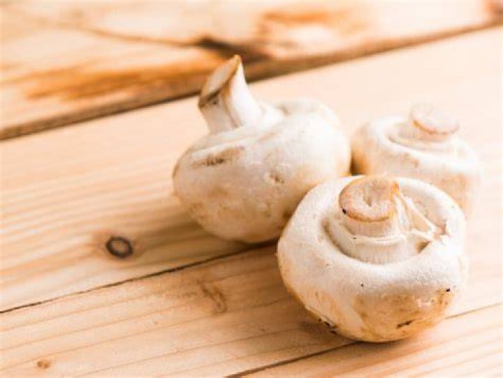 Waarom Hebben Champignons Geen Licht Nodig?