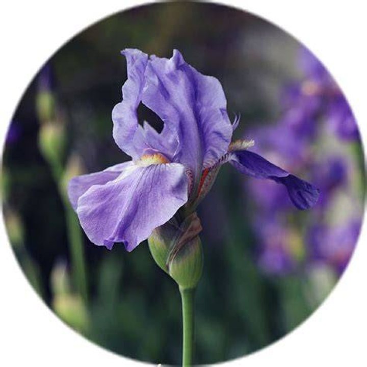 Wanneer Bloeit Iris?