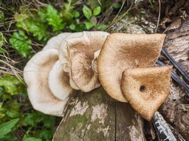 Wanneer Champignons Bedorven?