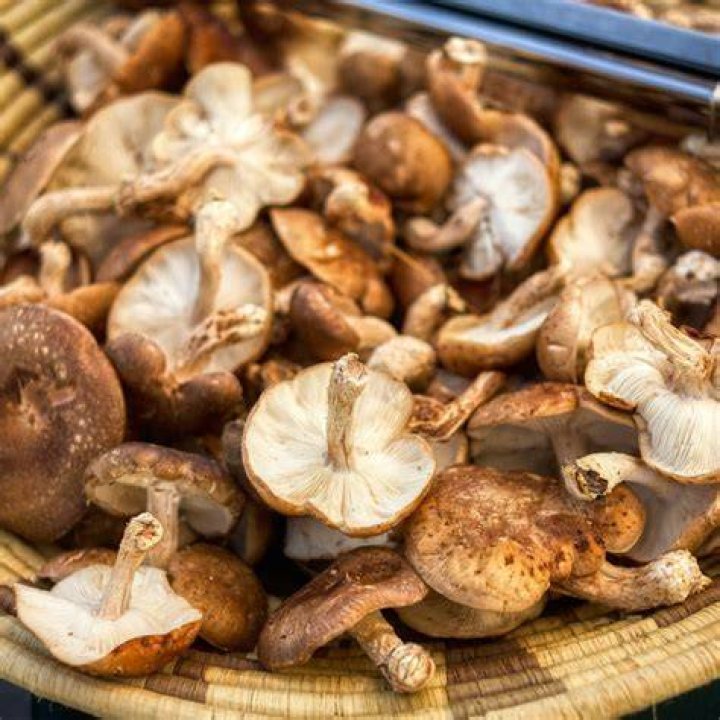 Wanneer Champignons Oogsten?