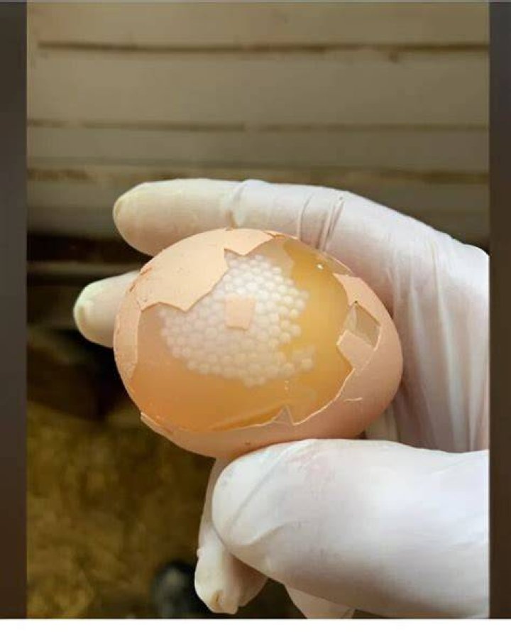 Wanneer Is Een Ei Biologisch? (Solution found)