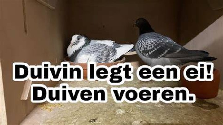 Wanneer Leggen Duiven Een Ei? (Perfect answer)