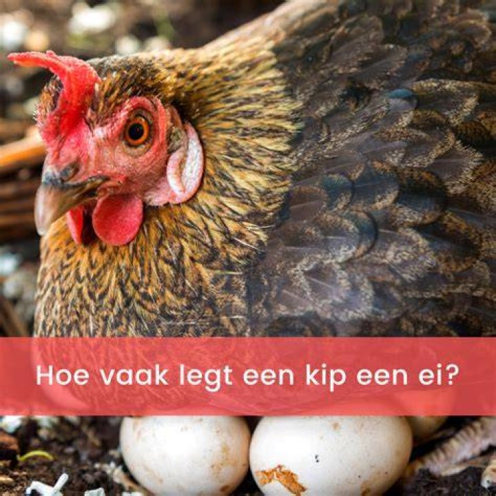 Wanneer Leggen Merels Een Ei? (Correct answer)