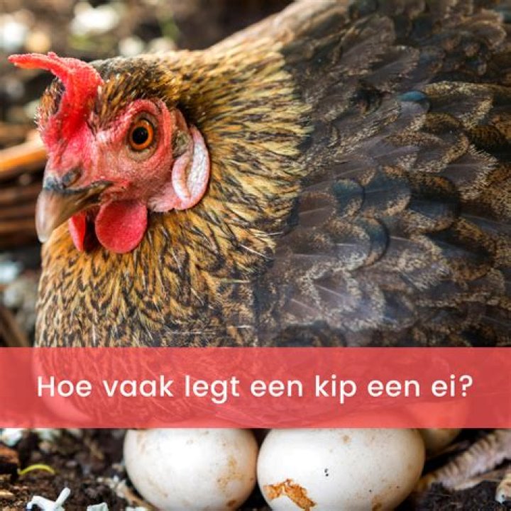 Wanneer Legt Een Griet Een Ei? (Best solution)