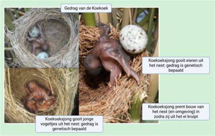 Wanneer Legt Een Koekoek Een Ei? (Solution)