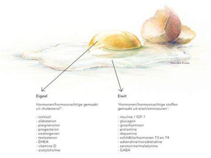 Wat Bindt Eiwit Of Eigeel?