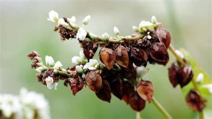 Wat Is Boekweit Plant?