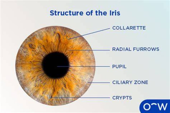 Wat Is De Functie Van Je Iris?