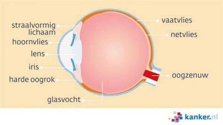 Wat Is De Iris Van Je Oog?