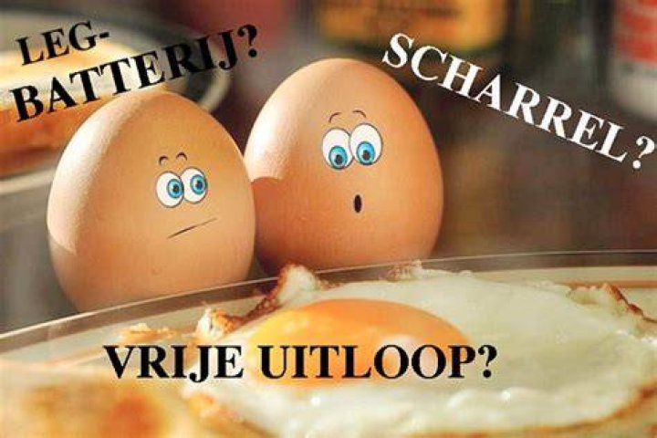 Wat Is Een Scharrel Ei? (Correct answer)