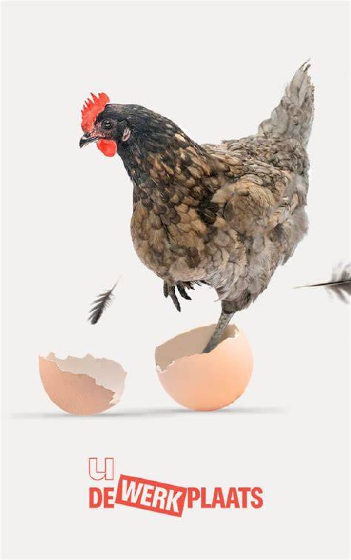 Wat Is Er Eerder Het Kip Of Het Ei?