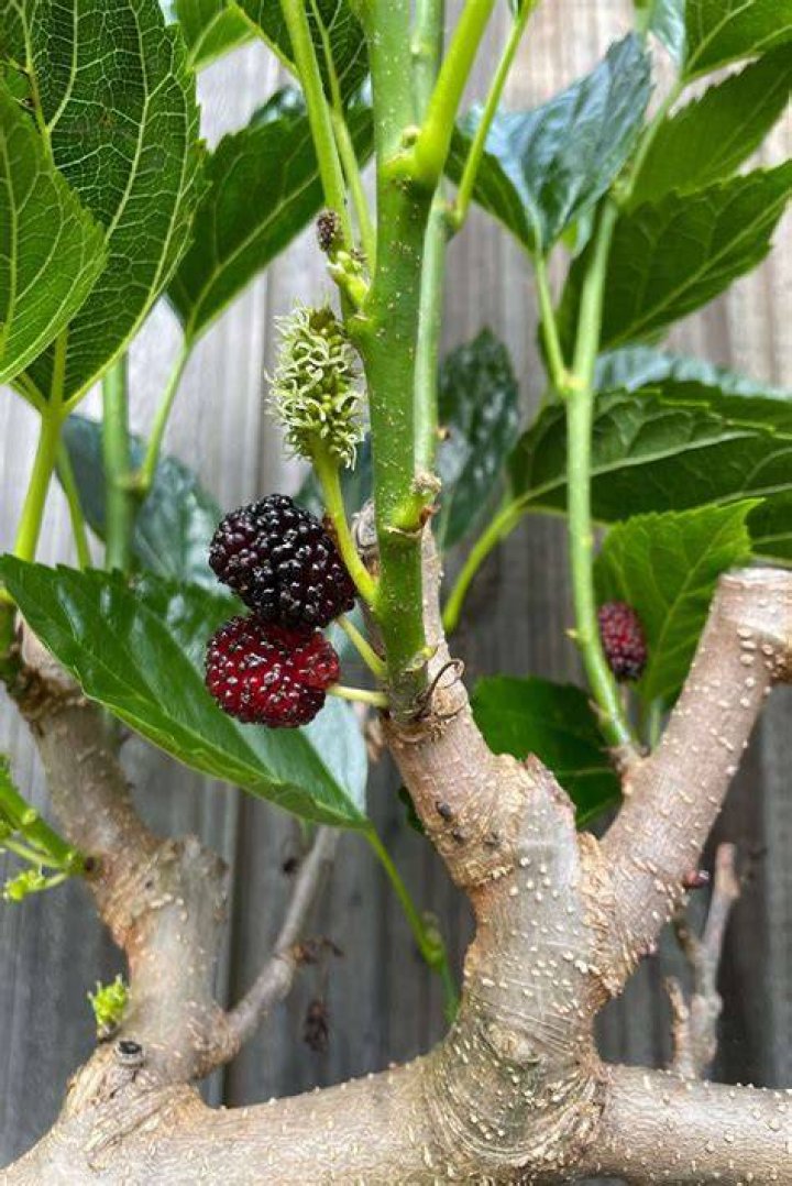 Wat Is Mulberry?