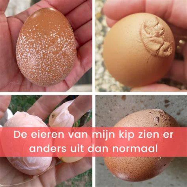Wat Komt Er Uit Een 5Km Ei? (Correct answer)