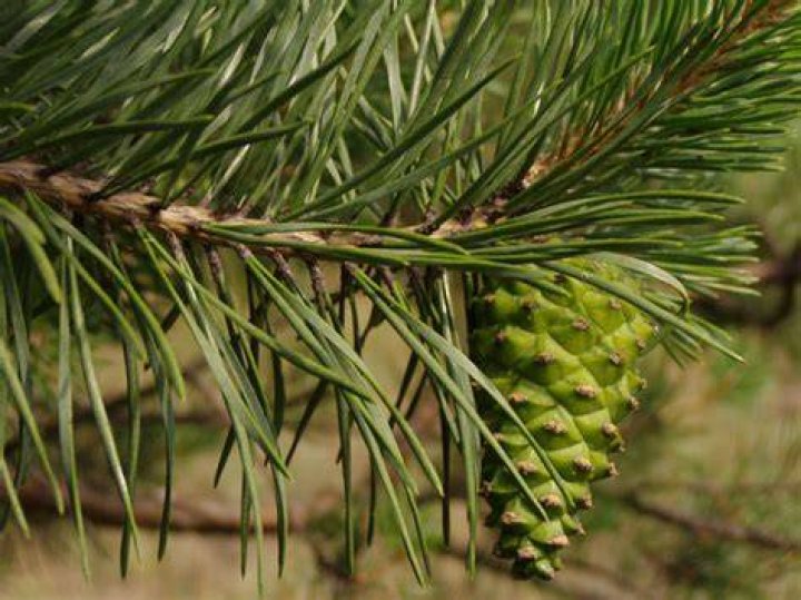 Wat Voor Soort Boom Zijn Pijnboompitten Afkomstig?